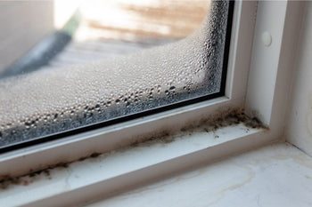 Mold Prevention and Remediation Awareness Training